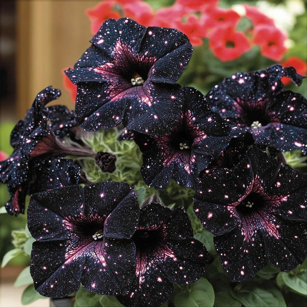 500 Starry Sky Petunia Seeds – Dreamy Variegated Multi-Color Blooms, Trailing…