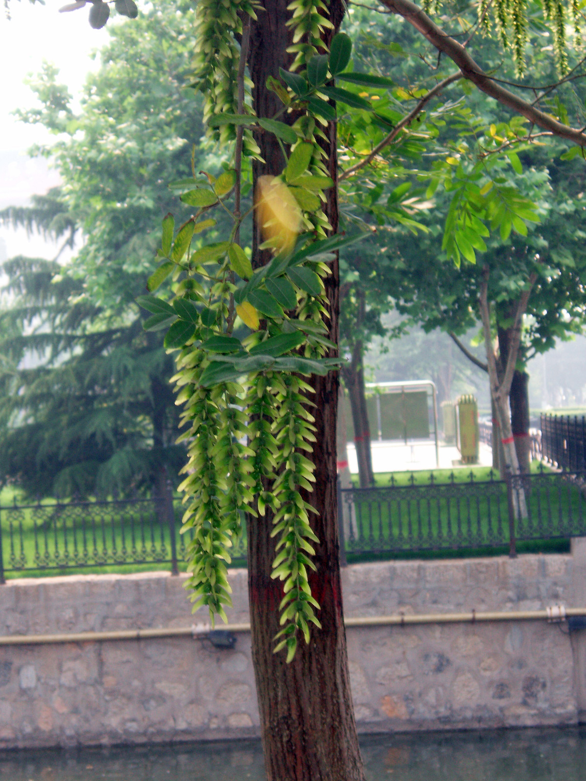 Chinese Wingnut, Pterocarya stenoptera, Tree Seeds (Fast, Showy)