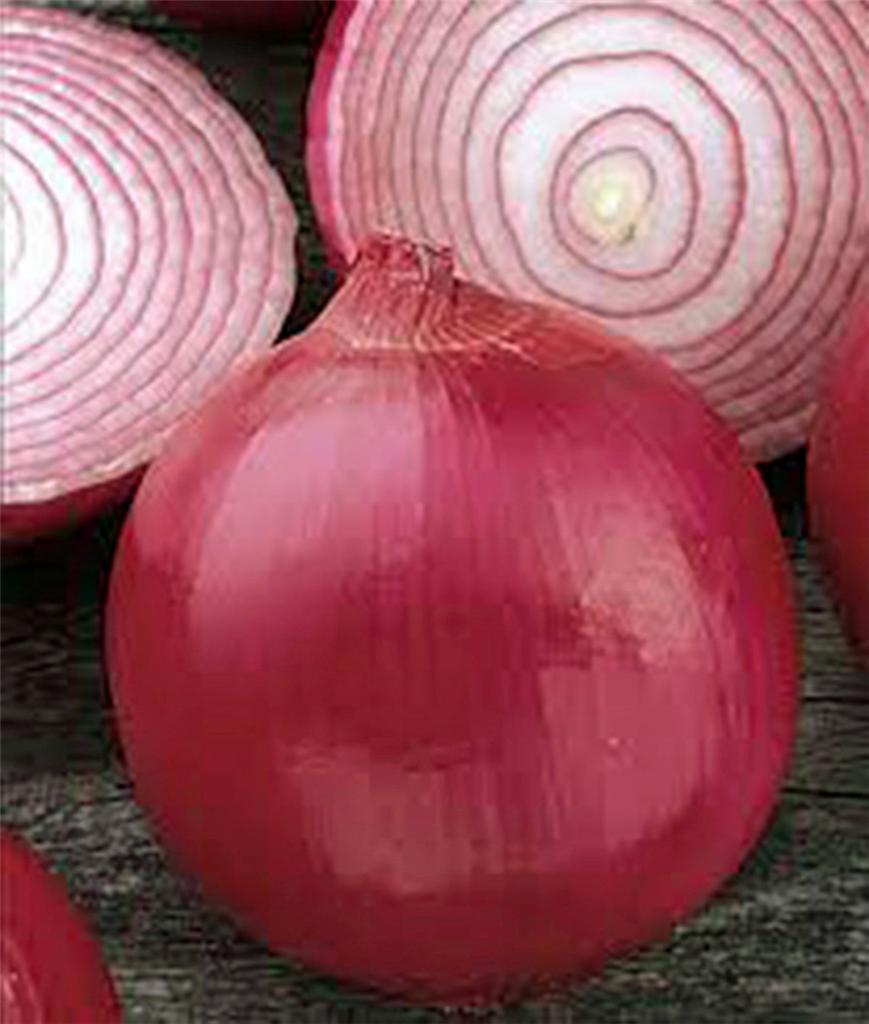 Onion Seed, Short Day, Burgandy Red Onion , Heirloom, NONGMO, 100 Seeds