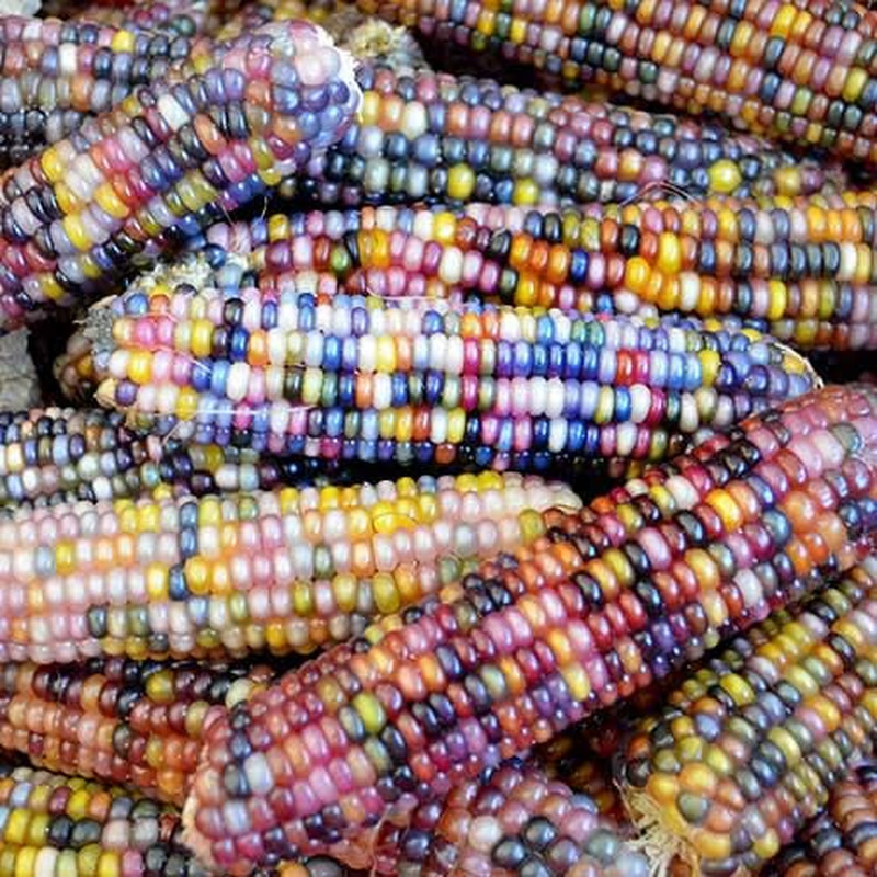 100 Glass Gem Corn Seeds Non-Gmo Popcorn Delicious Jewel-Toned Glass-Like Kernel