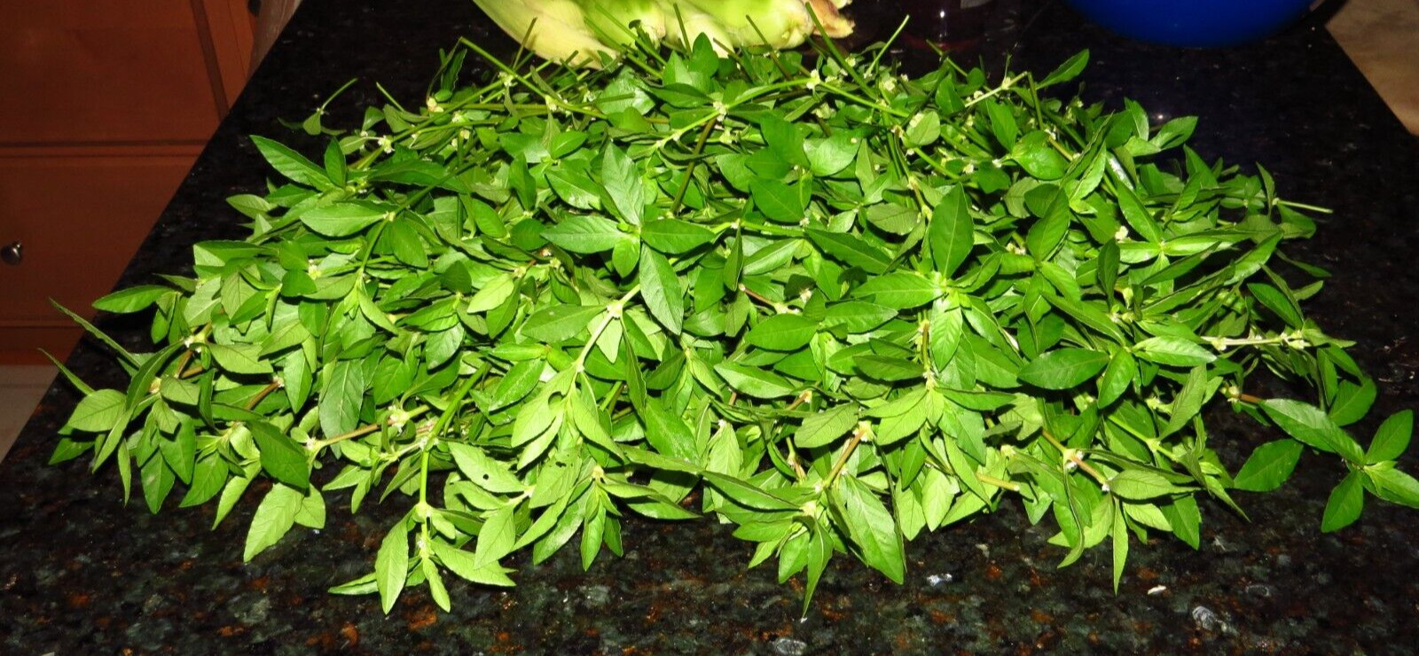 200+Sessile Joyweed/Ponnanganni/Mukunuwenna/Dwarf Copperleaf/Alternanthera Seeds