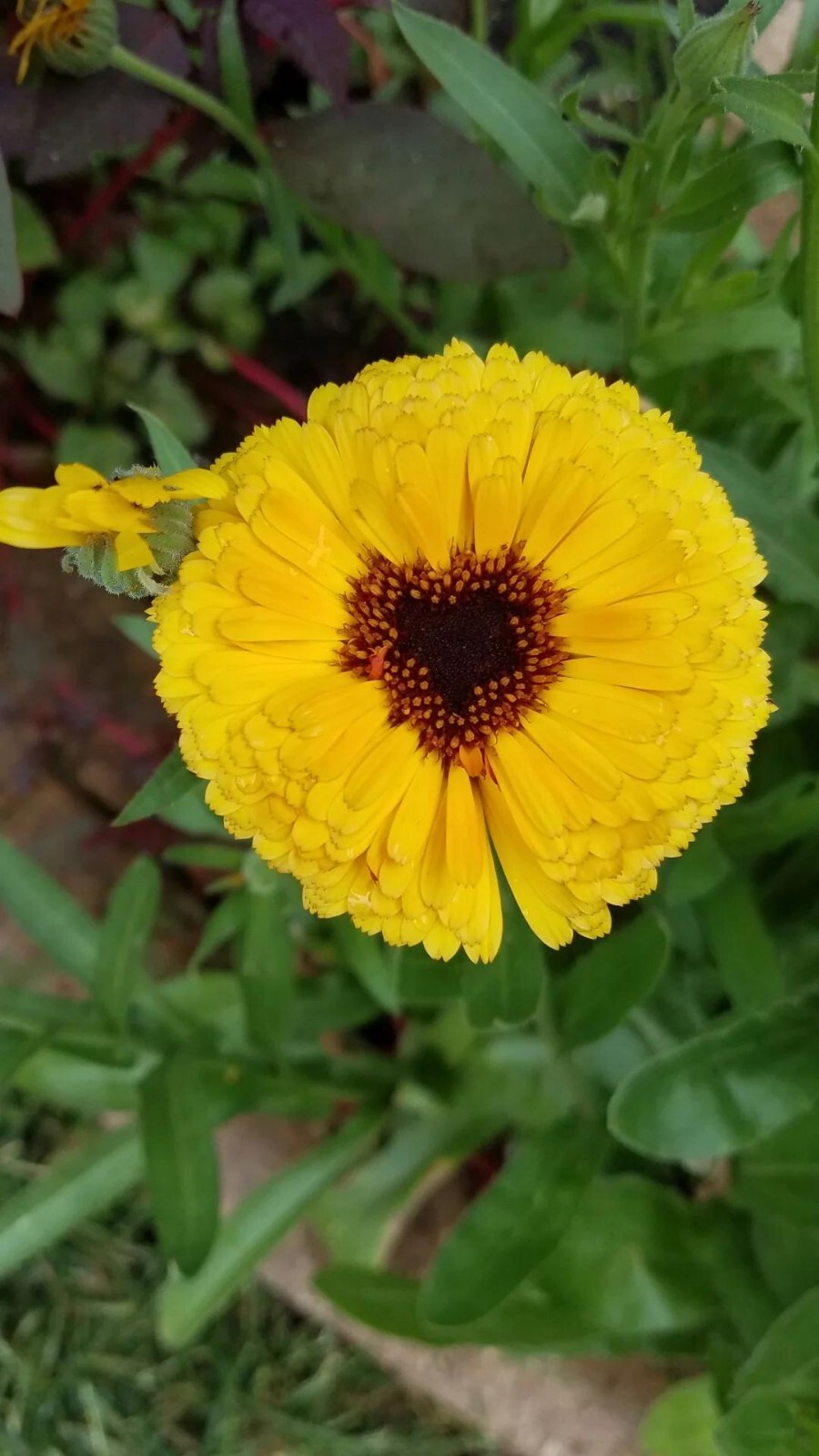 Mixed Calendula Seeds Several Varities 25 Organic Seeds