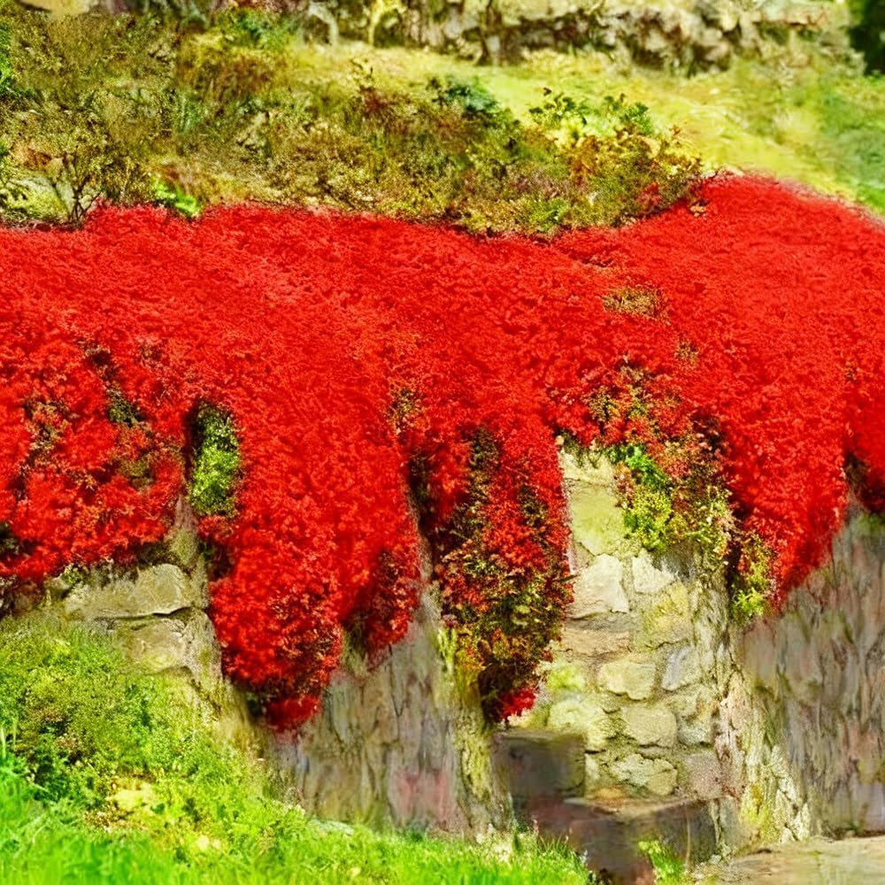 19000 Creeping Thyme Seeds for Planting Outdoors, Low Growing Fragrant Perennial