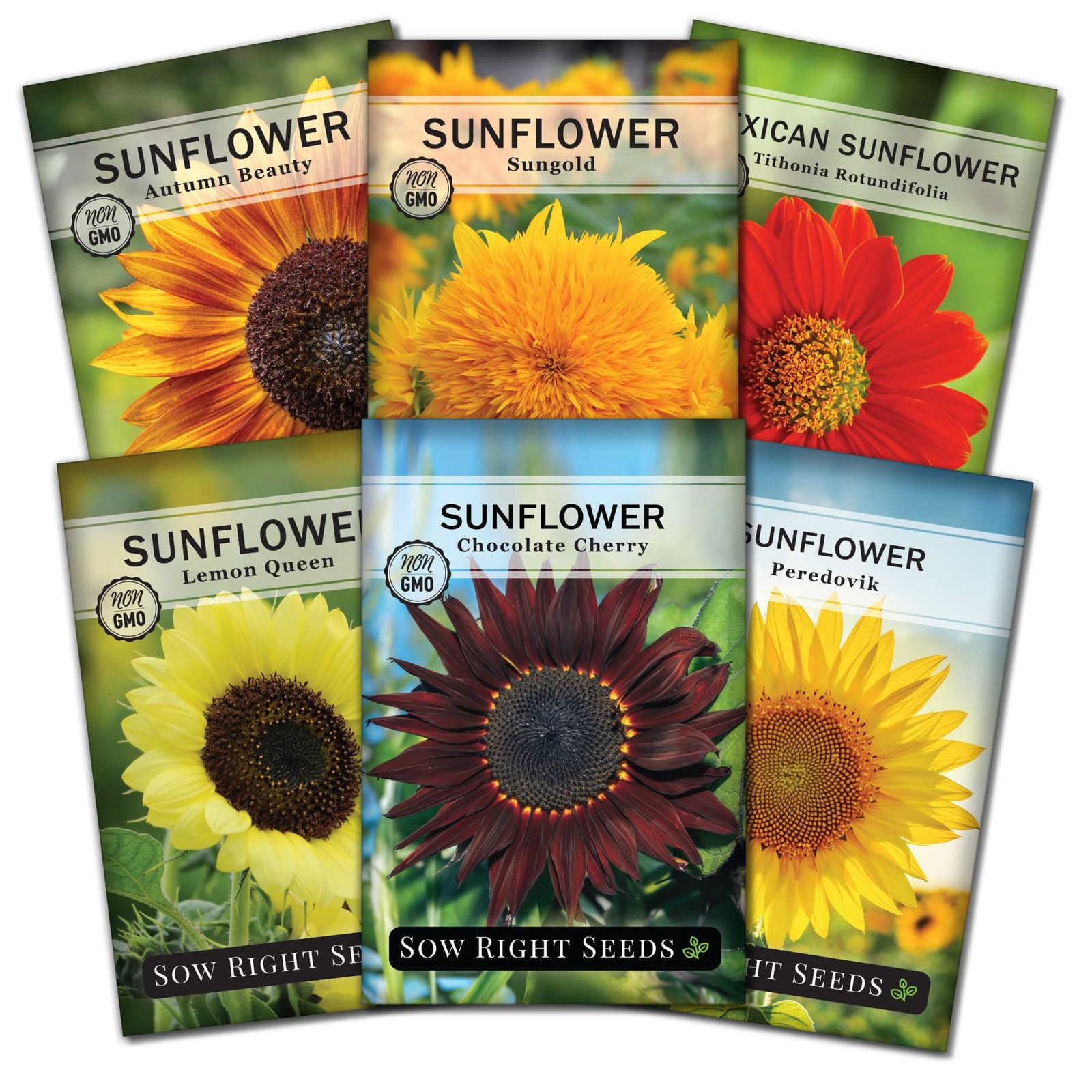 Large Sunflower Seed Collection 6 Varieties NonGMO Heirloom for Garden Planting