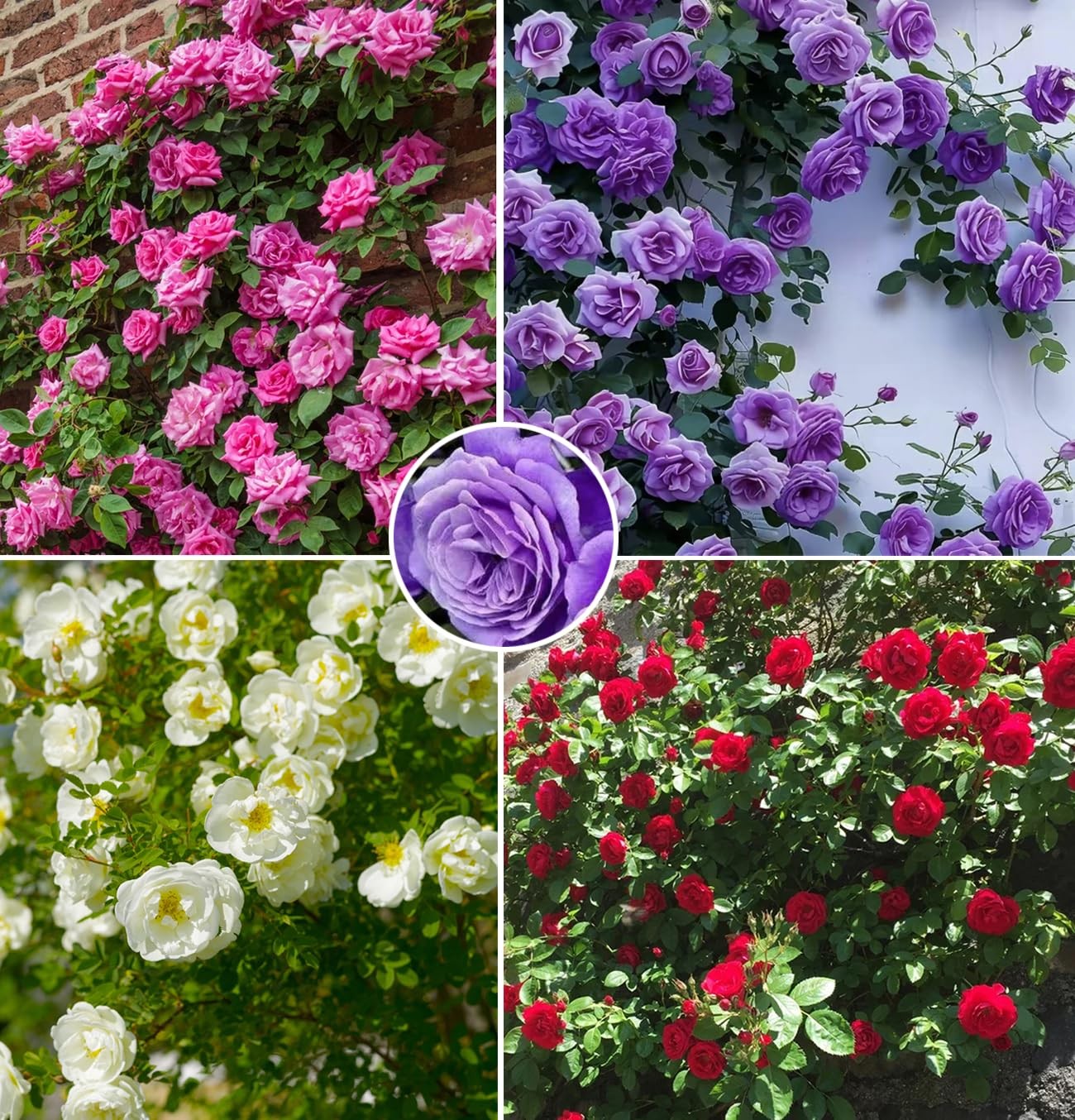 Mix Climbing Rose Rosa Seeds Bush Vine Climber Fragrant Butterfly Rare Non-GM…