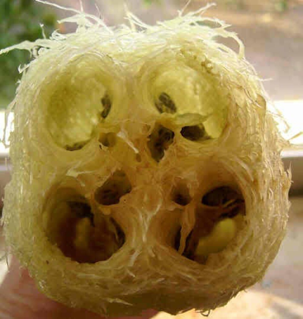 25 LUFFA SPONGE GOURD ( Loofa / Dishrag Gourd) Luffa Cylindrica Vine Seeds