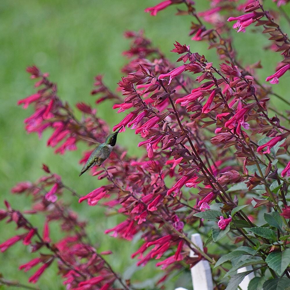 50 Wendy’s Wish Salvia Seeds Flower Seed Perennial Flowers Hummingbird 708 USA