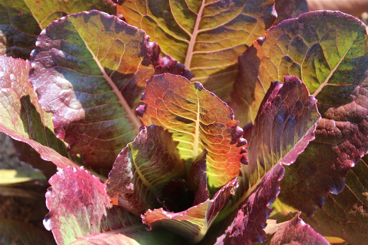 601+ROUGE DE HIVER Lettuce Seed Organic French Greens Vegetable Garden Container