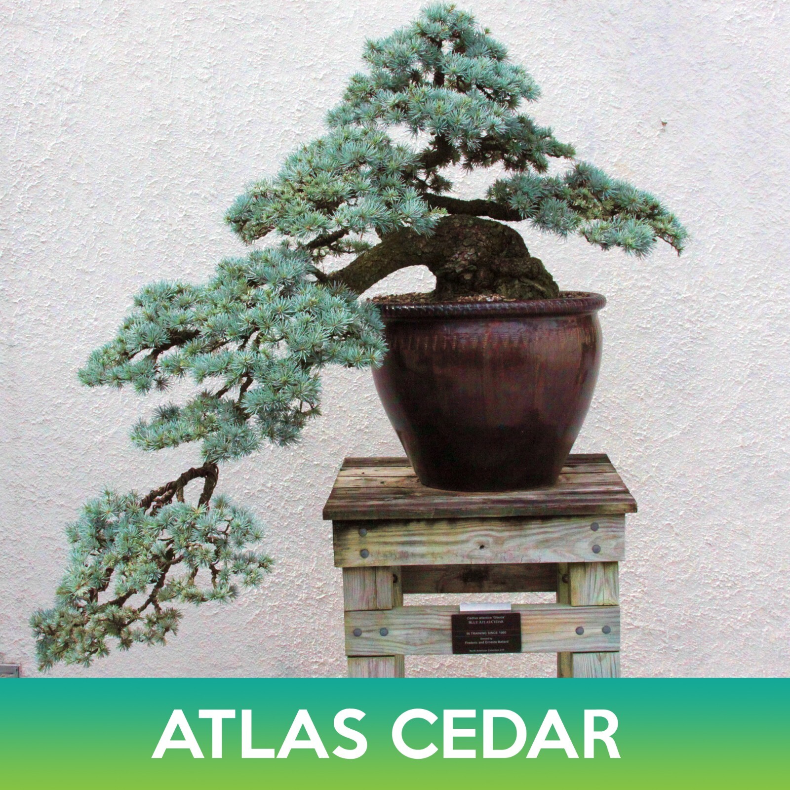 Atlas Cedar Seeds, Cedrus libani subsp. atlantica