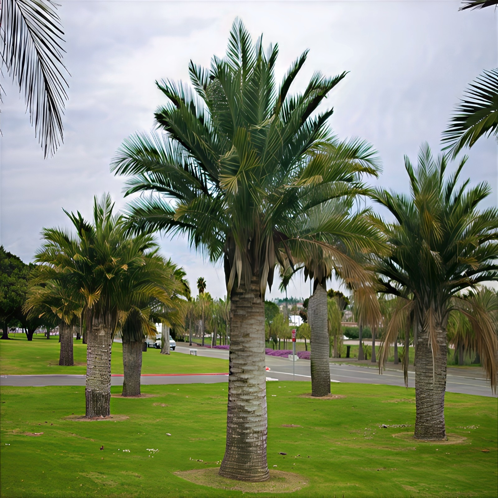 Chilean Wine Palm Tree Seeds (Jubaea chilensis) Largest Palm in World, Hardy-8