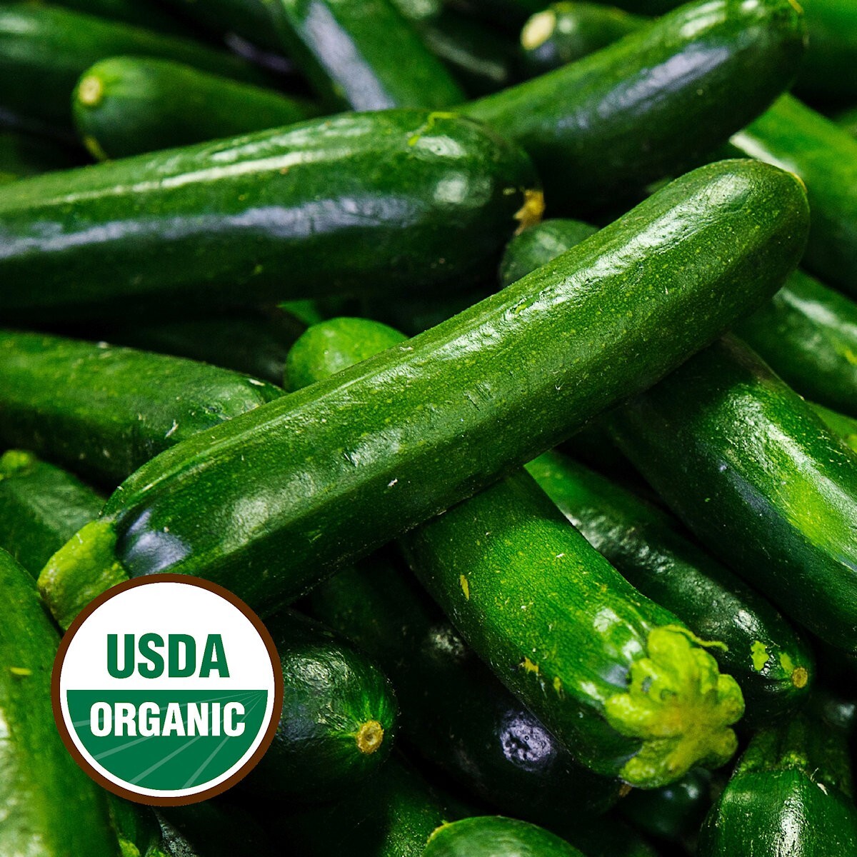 20 Organic Dark Green Zucchini Summer Squash Seeds – Everwilde Farms Mylar