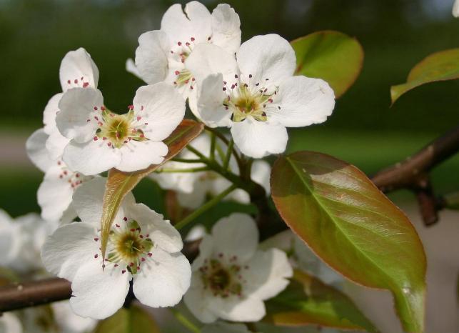Chinese Pear, (Ussurian Pear), Pyrus ussuriensis