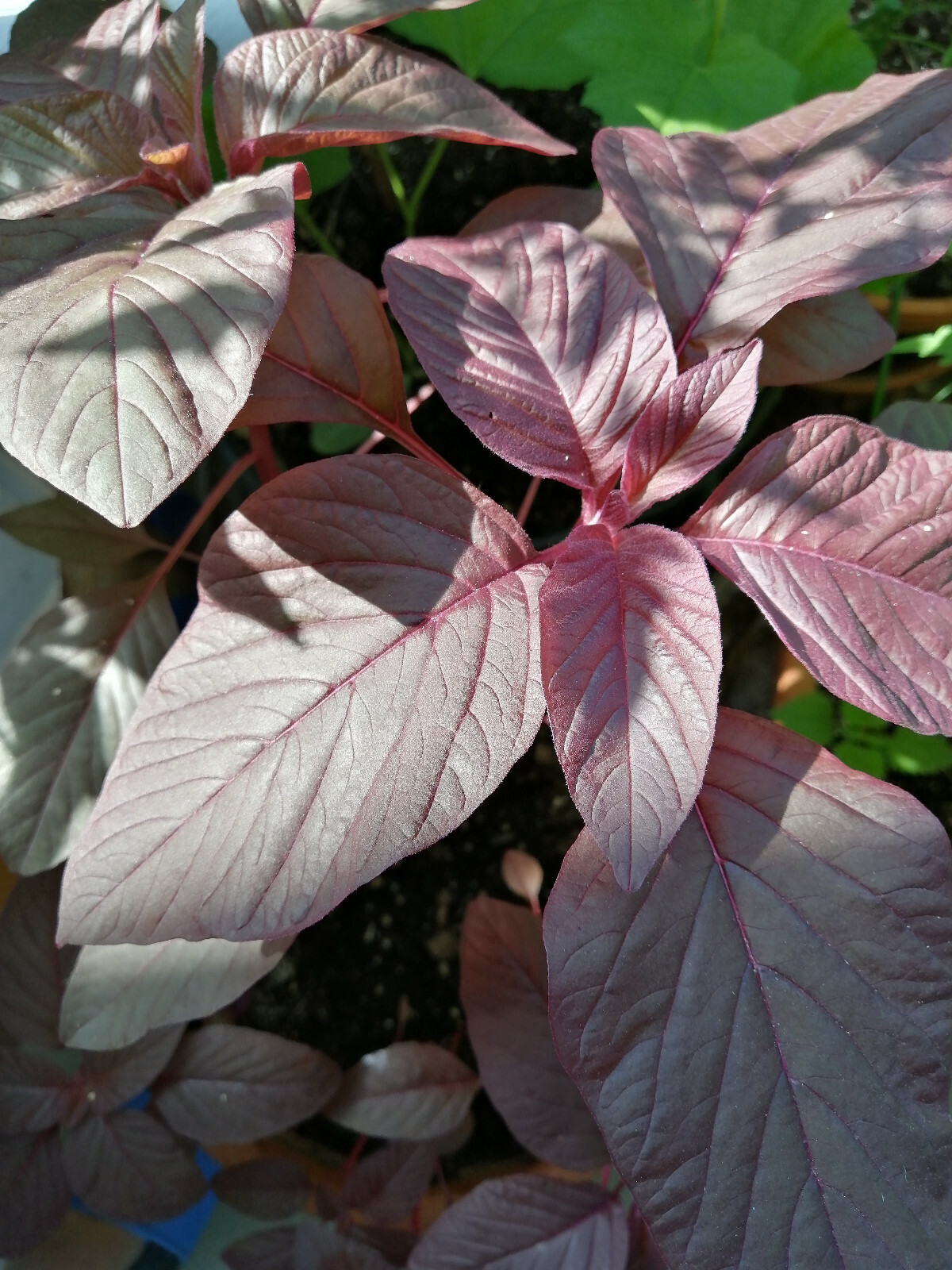 1000 Red Calaloo Callaloo Vegetable Seeds, Chinese Spinach Red Garnet Amaranth