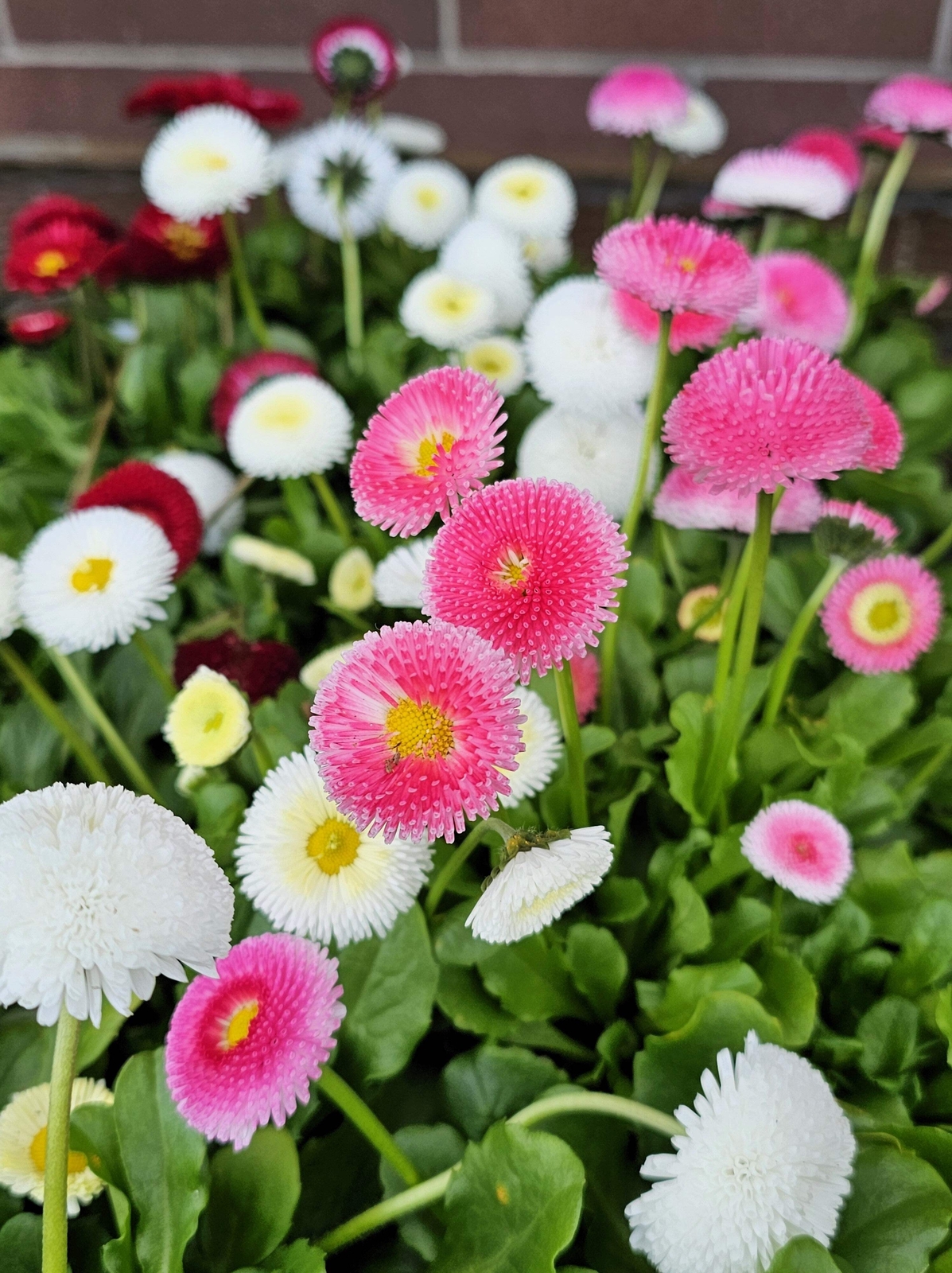 100 MIXED Colors ENGLISH DAISY Bellis Perennis Flower Seeds