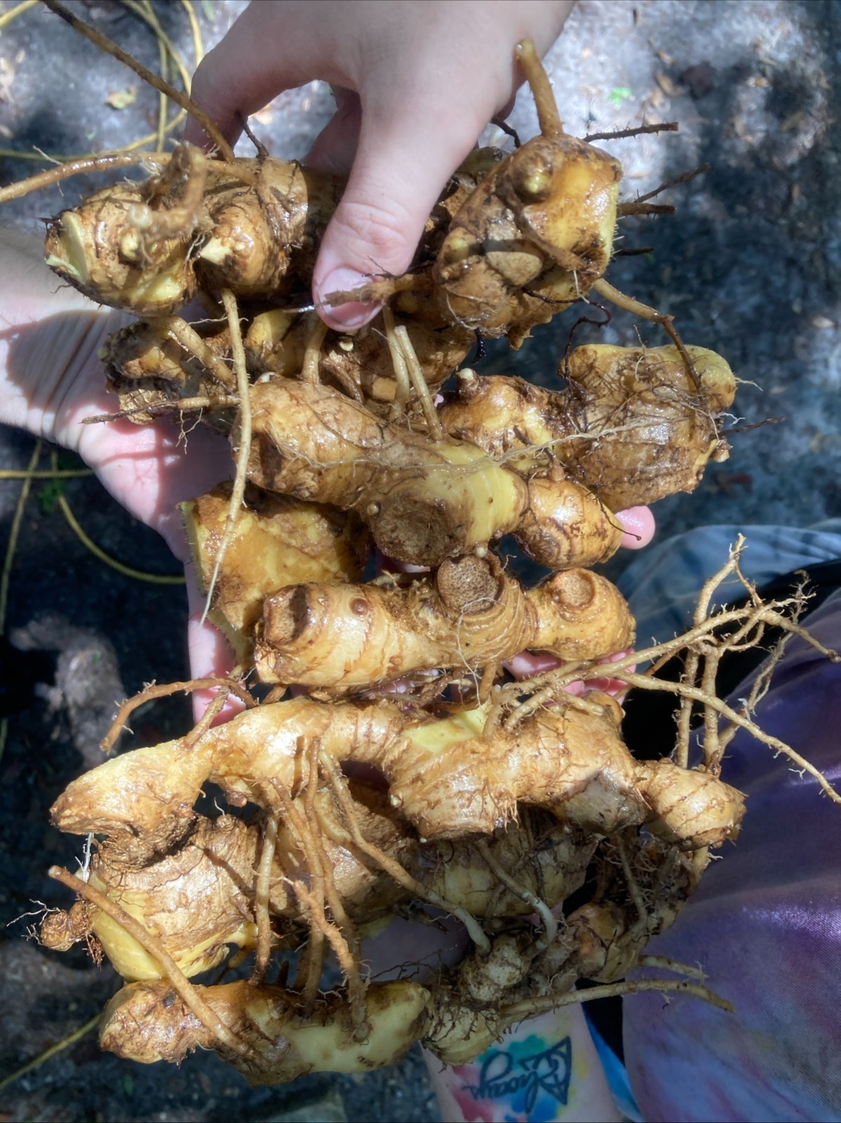 Shampoo Ginger Rhizomes x6 (Free x2 SUPRISE SLIPS p/ single order) Multiplies!