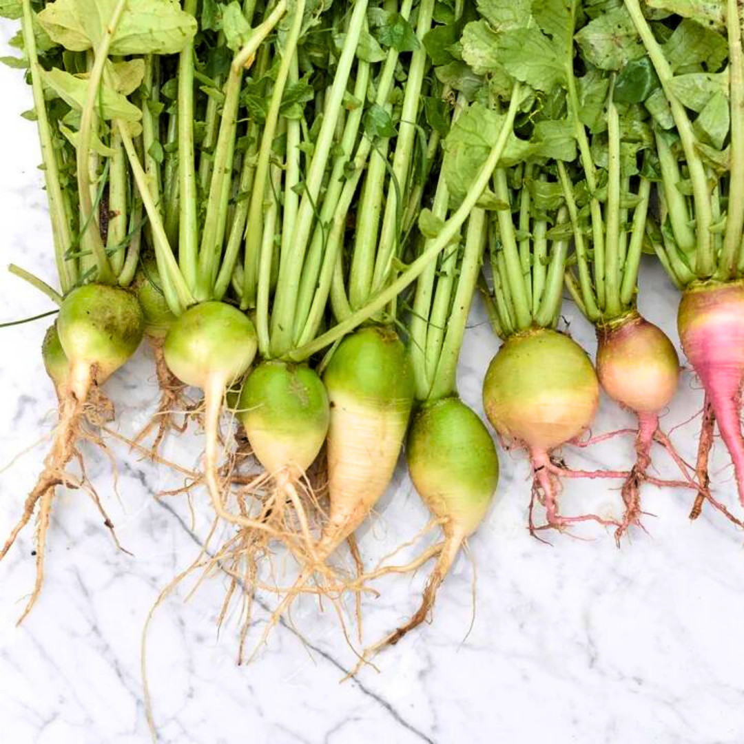 Fresh Premium Wasabi Radish Seeds | Heirloom Non-GMO | Asian Vegetable Seeds