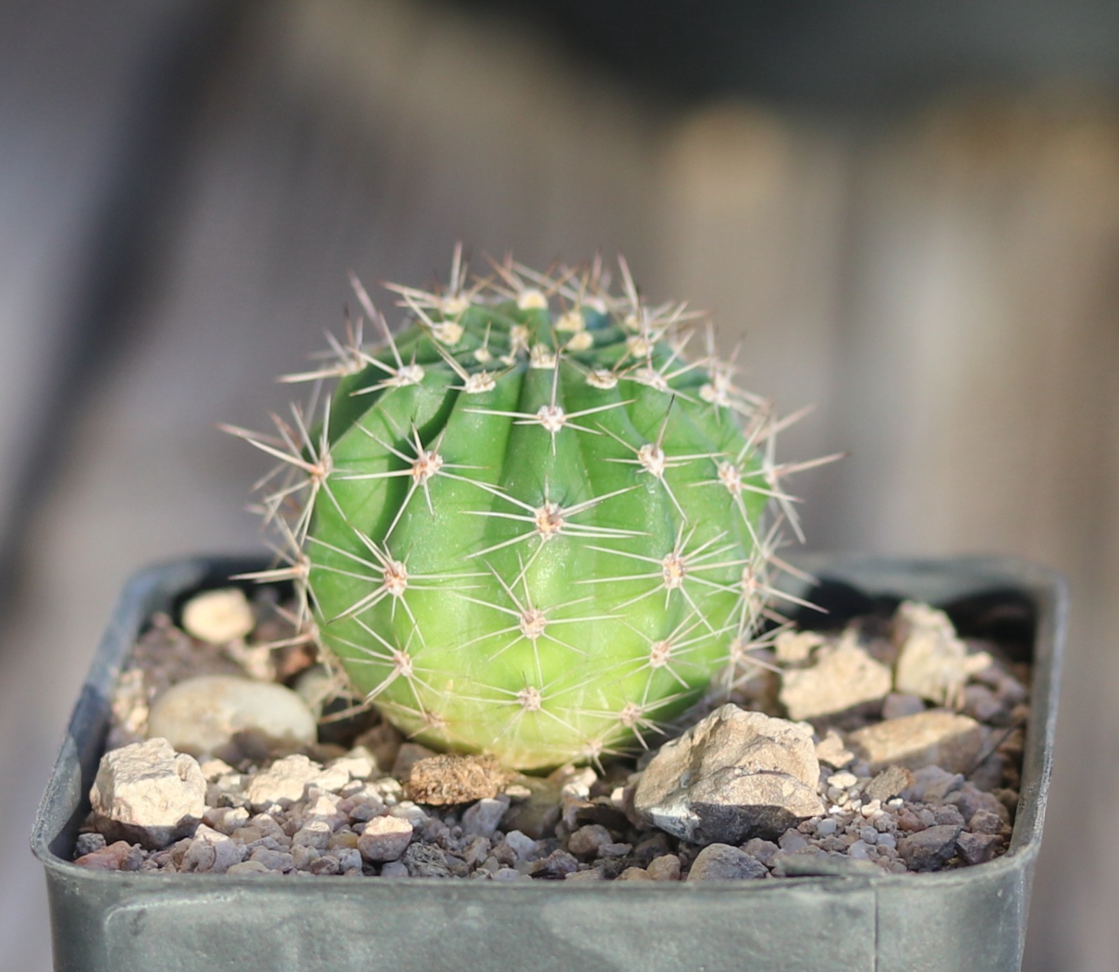 Echinopsis hybrid ‘Desdemona’