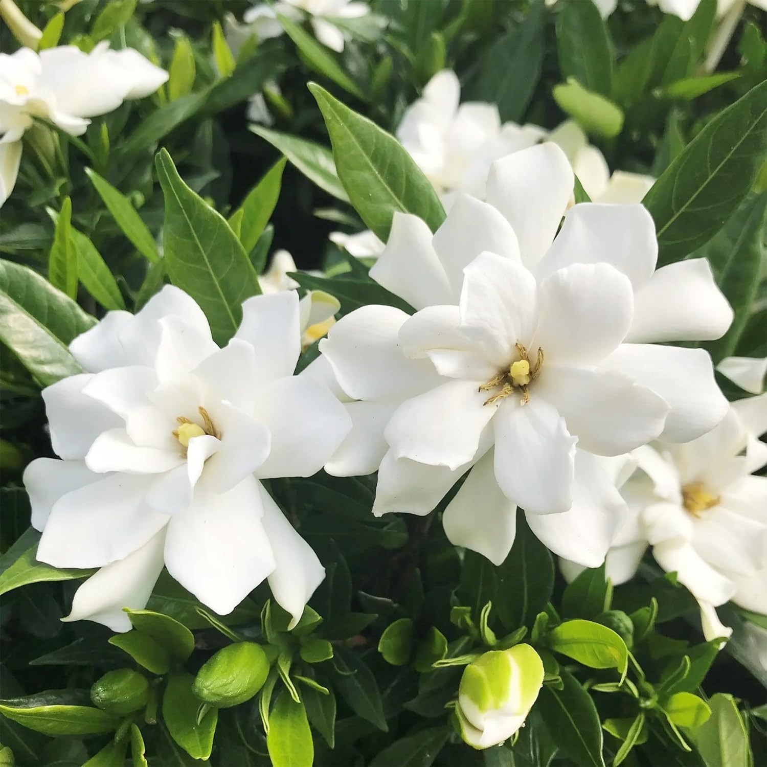 Perennial Gardenia Seeds (200+) – Transform Your Garden with Fragrant Blossoms