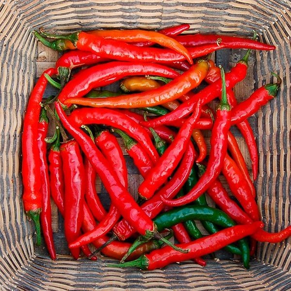 Bad Apples BAD CHAPPELLS HOT TO GO!™ MIDWEST PRINCESS PEPPER SEED BOMBS! Roan