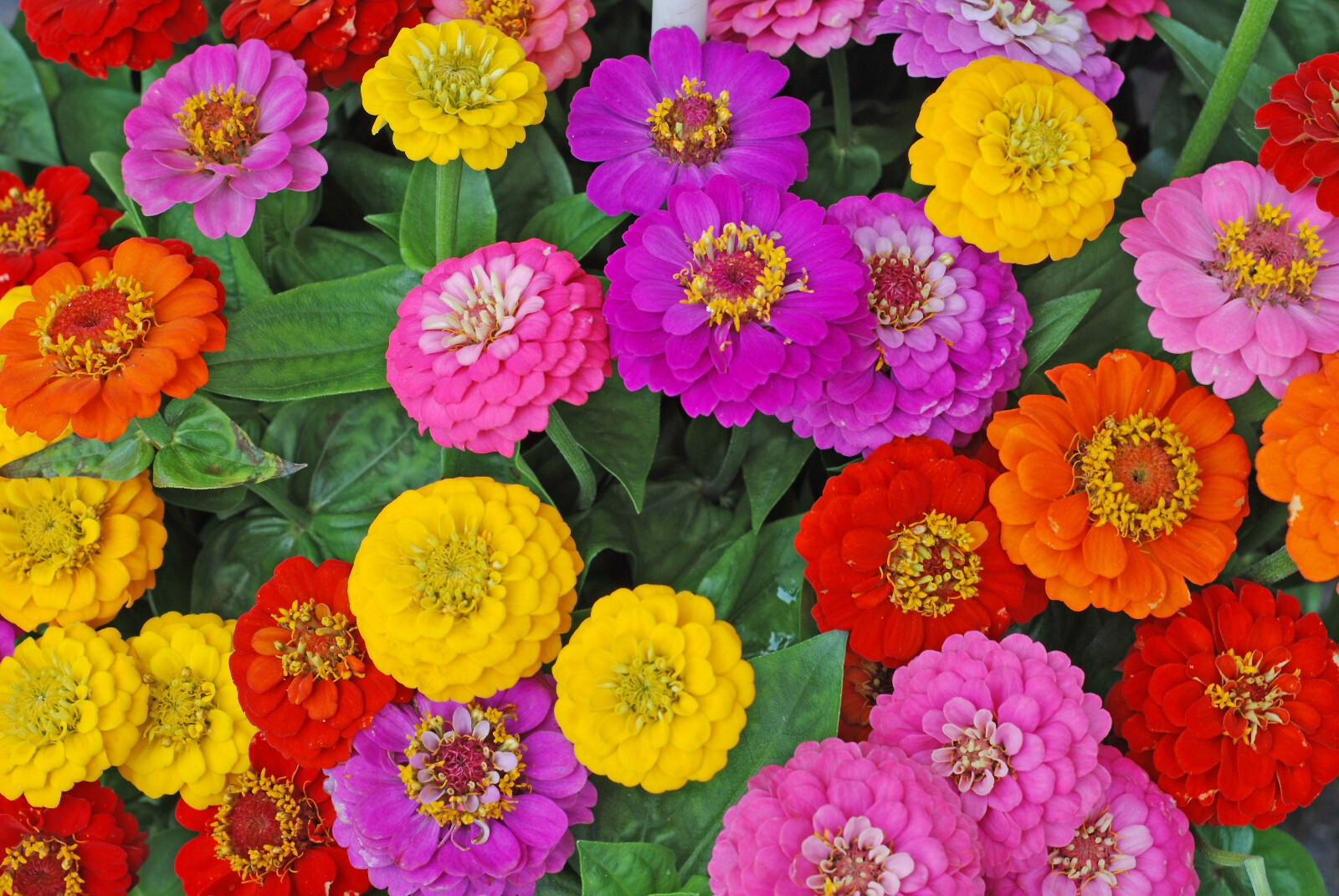250+ ZINNIA CALIFORNIA GIANT SEEDS NON – GMO FRESH FOR YOUR FLOWER GARDENS