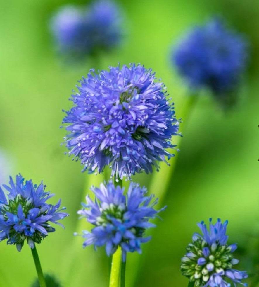 750+ Globe Gilia Seeds **Fresh Seeds** ~~Free Shipping~~