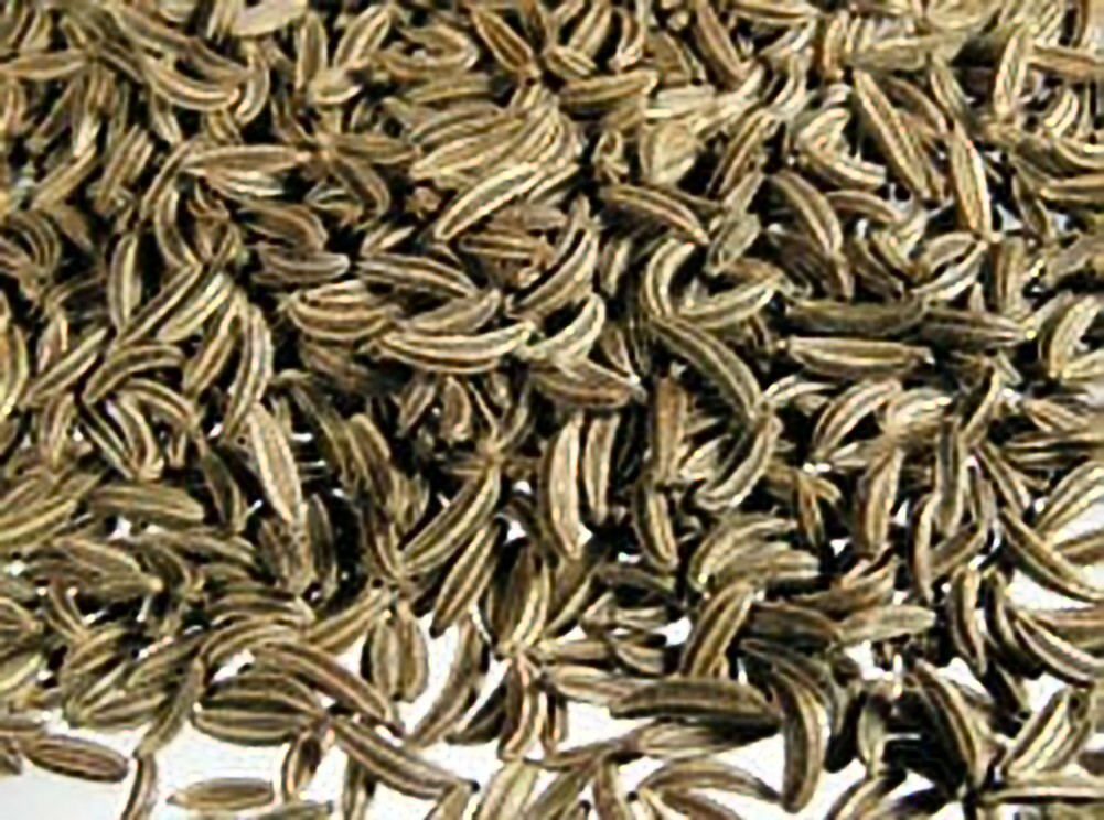 Cumin Great Garden Herb By Seed Kingdom 8,000 Seeds