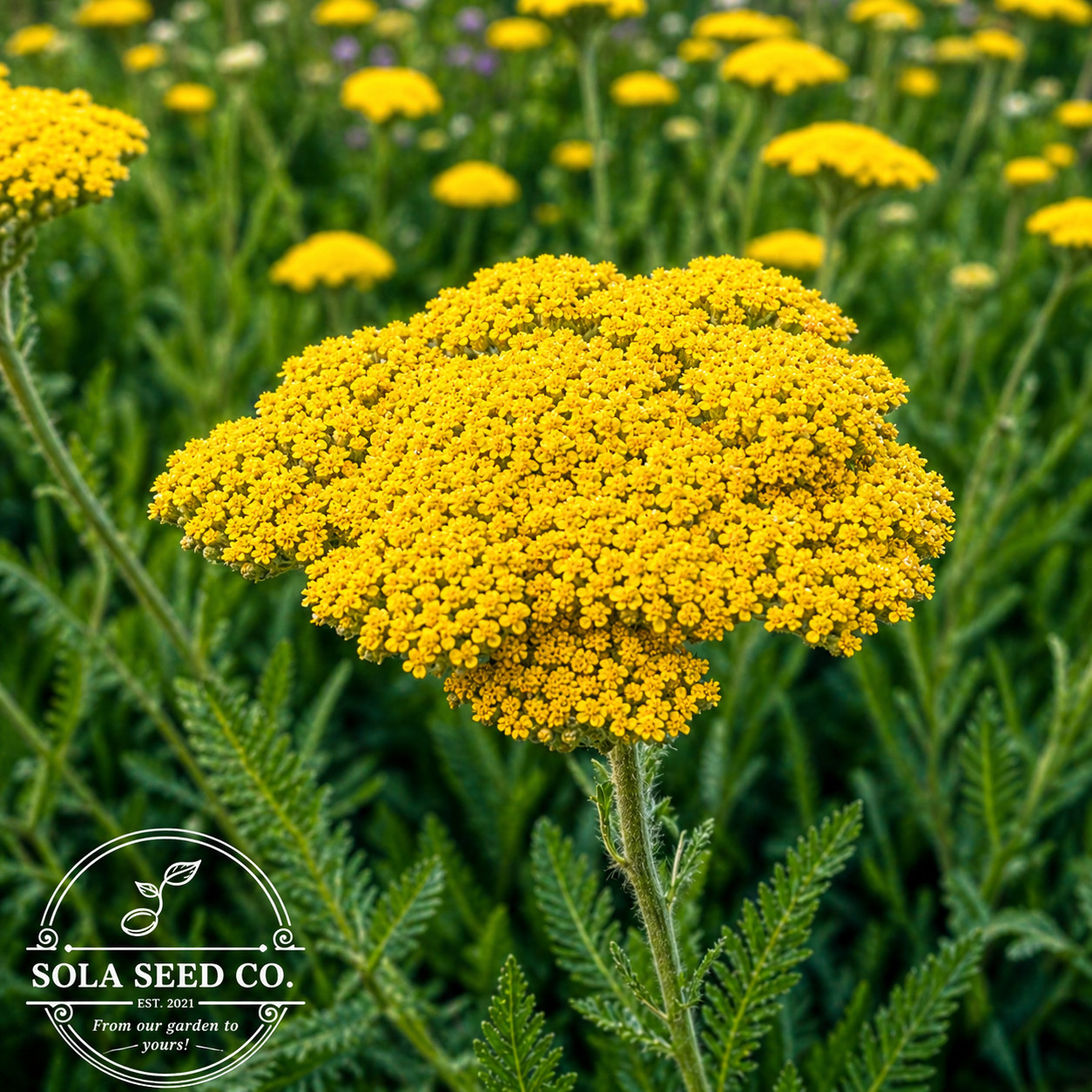 3000 Yarrow Seeds-White-Red-Yellow Trifecta-Pollinator-Medicinal-Xeriscaping USA