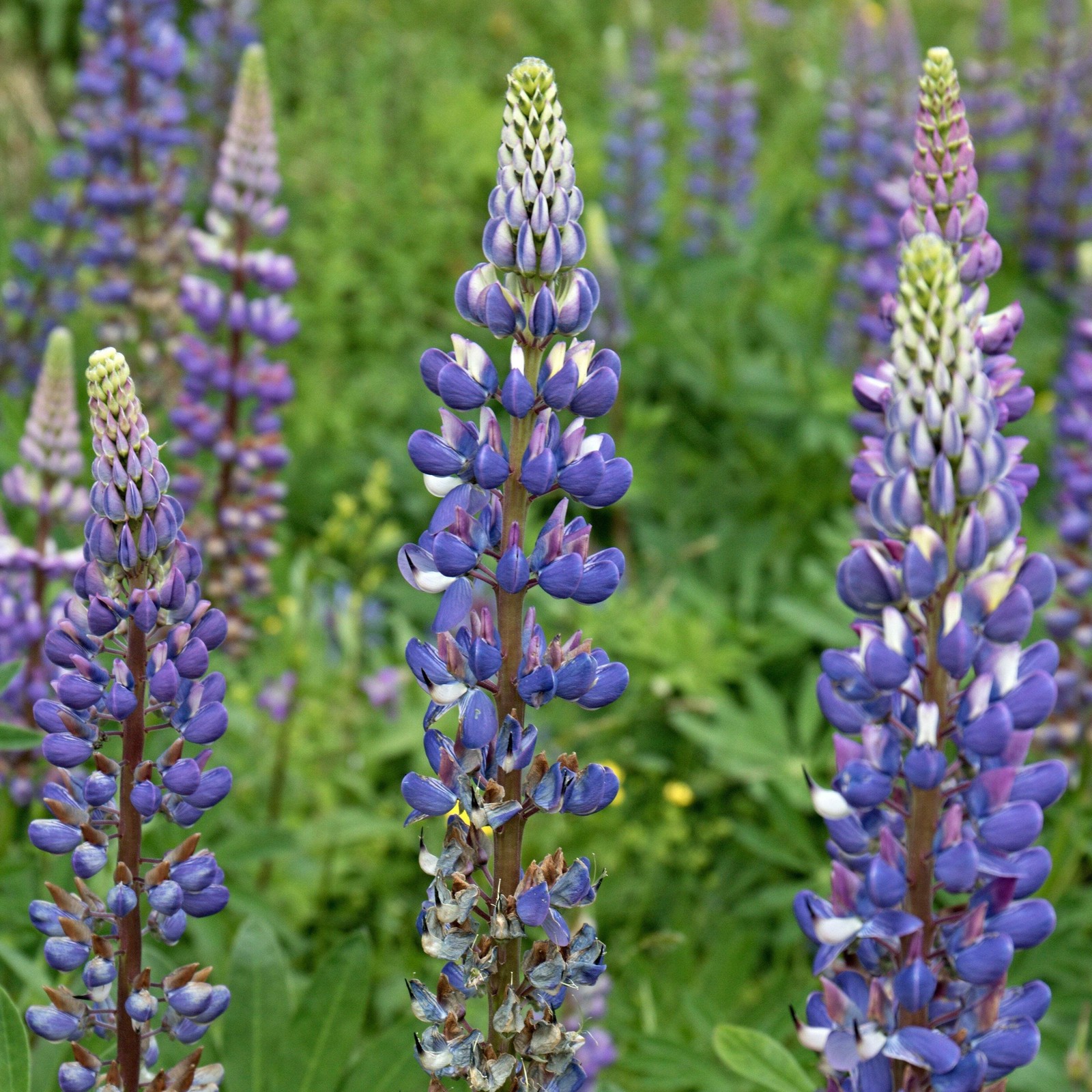 Wild Lupine Seeds (Lupinus perennis) ~Native Wildflower Pollinator Attractor