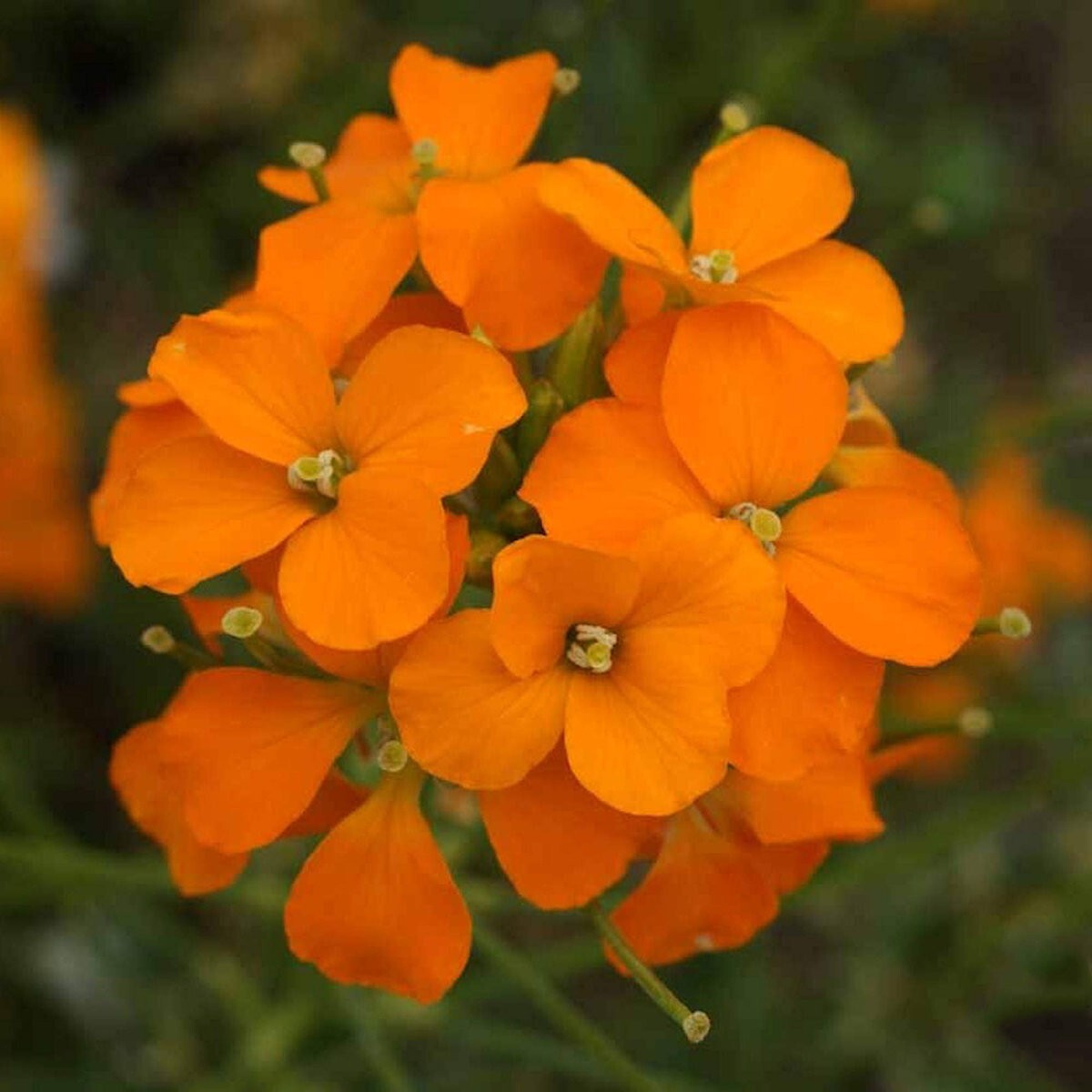 2000 Siberian Wallflower Wildflower Seeds – Everwilde Farms Mylar Seed Packet