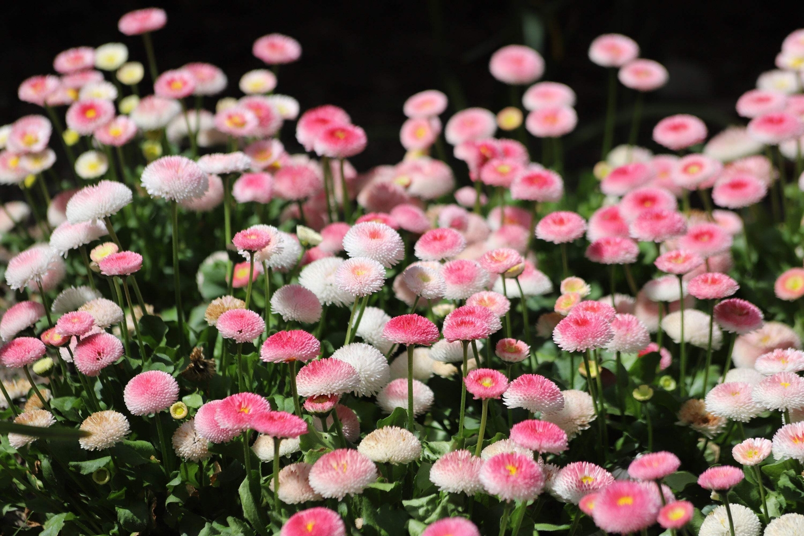 100 MIXED Colors ENGLISH DAISY Bellis Perennis Flower Seeds