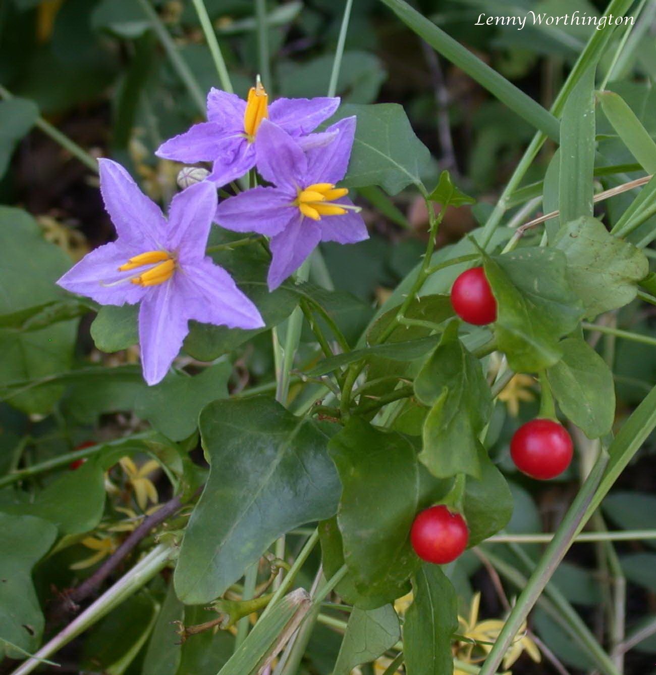 Solanum trilobatum BITTER NIGHTSHADE Fruit – 10 Seeds