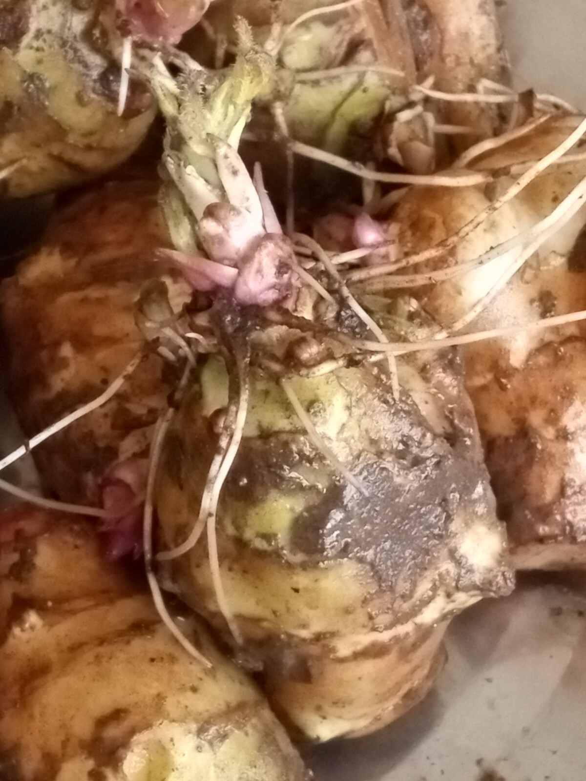 Organic Rooted Fuseau 茯神 Sunchoke Jerusalem Artichoke Helianthus tuberosus 8 oz