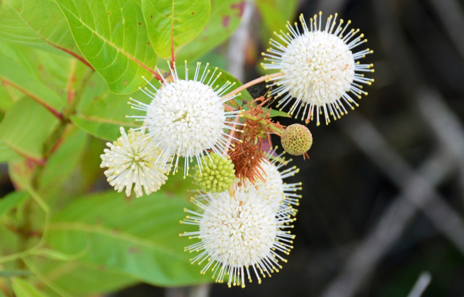 Buttonbush Ornamental Shrub {Cephalanthus occidentalis}15+ seeds Free Shipping!