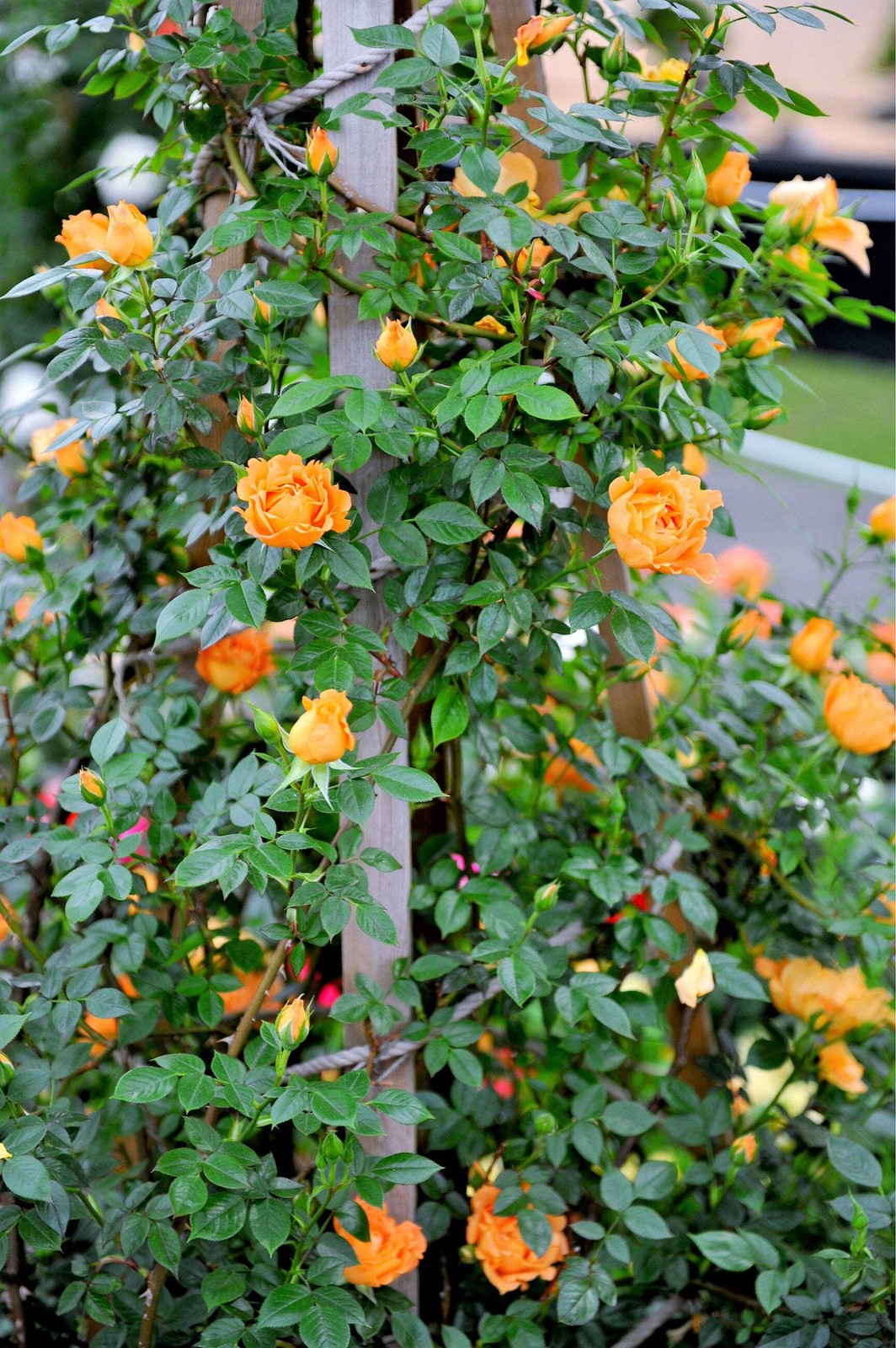 5 ORANGE CLIMBING ROSE Rosa Bush Vine Climber Fragrant Butterfly Flower Seeds