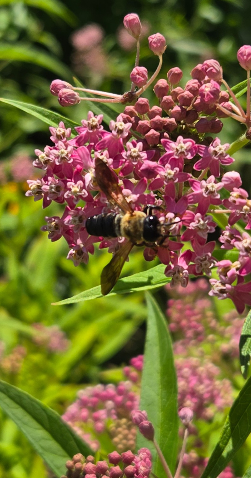 1 GRAM +Pink Swamp Milkweed/NATIVE NE US/Asclepius Incarnata/ORGANIC