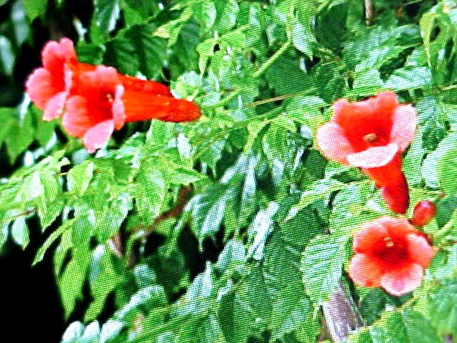 NOTABLE FOR ITS SHOWY RED-ORANGE FLOWERS TRUMPET VINE 25 SEEDS CAMPSIS RADICANS