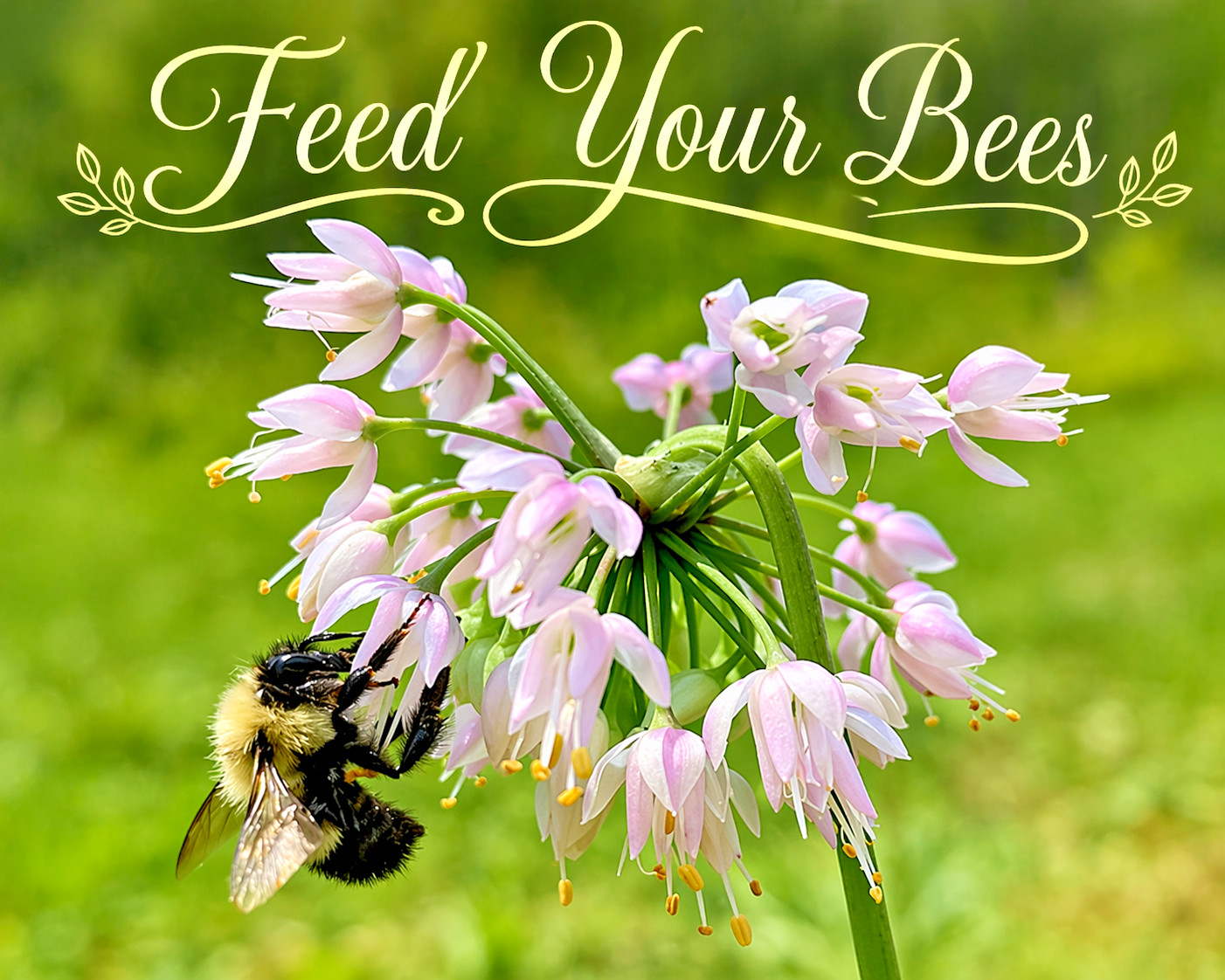100 Nodding Onion Seeds, Allium cernuum, Native Wildflower & Culinary Herb
