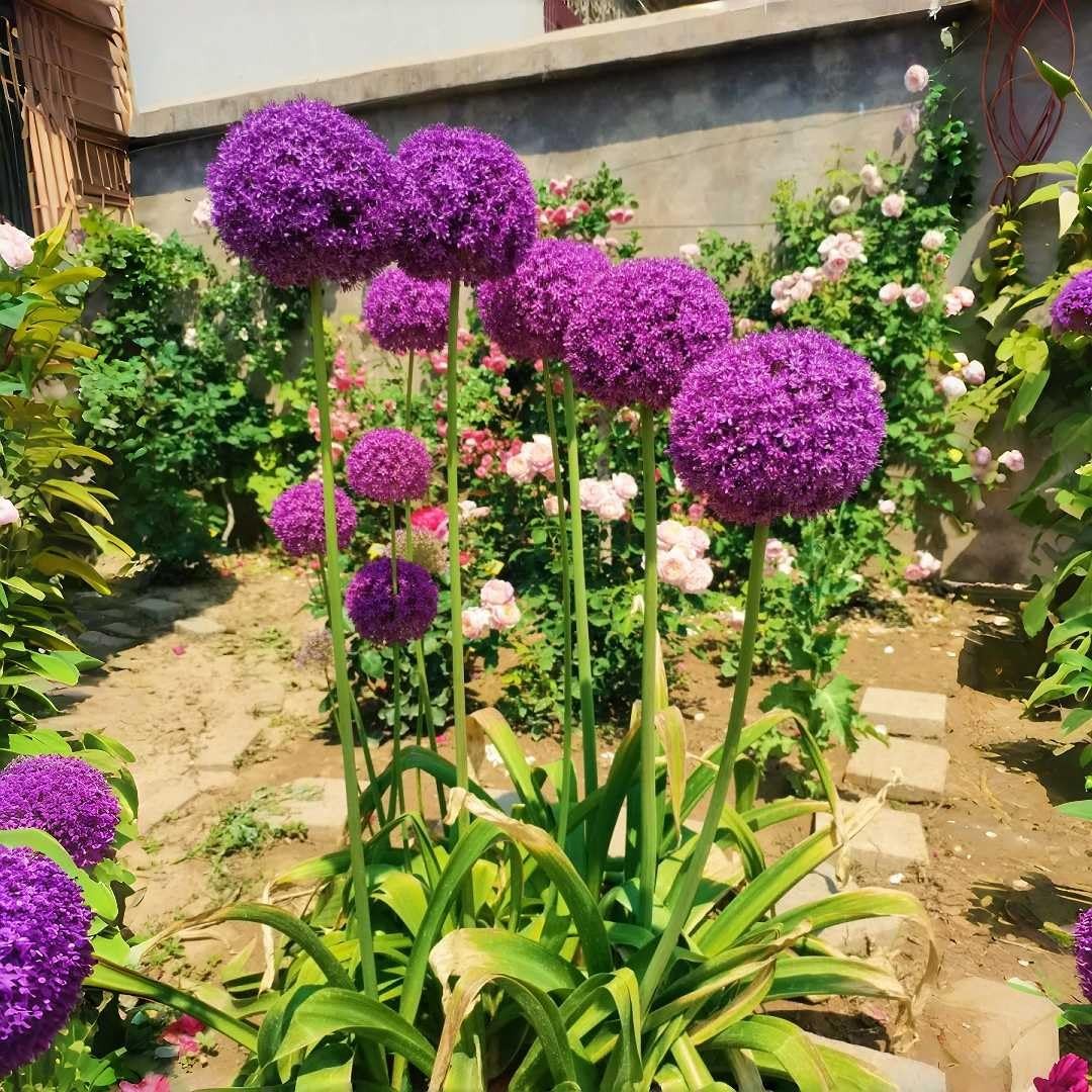 Allium Giganteum Seeds 200pcs Giant Purple Globe Flower Seeds, Perennial Orna…
