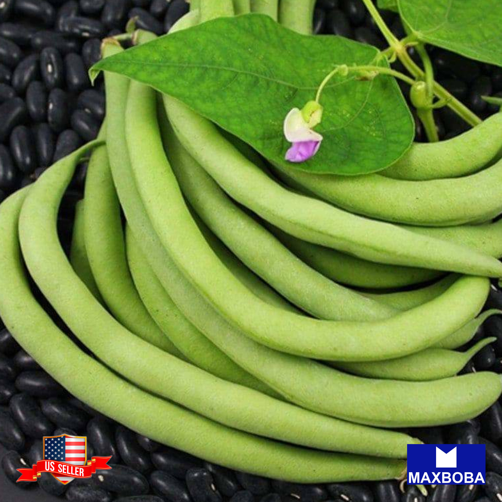48 Bean Fresh Seeds – Bush – Black Valentine Non-GMO Heirloom Vegetable