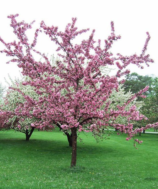 French Wild Apple Tree | Premium Seeds | Malus sylvestris ‘Spring’ | Plants’®