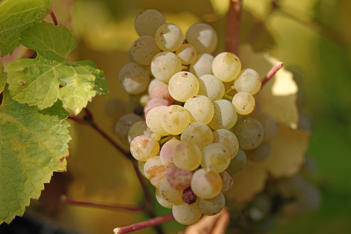 Vitis vinifera Riesling WINE GRAPE Seeds!