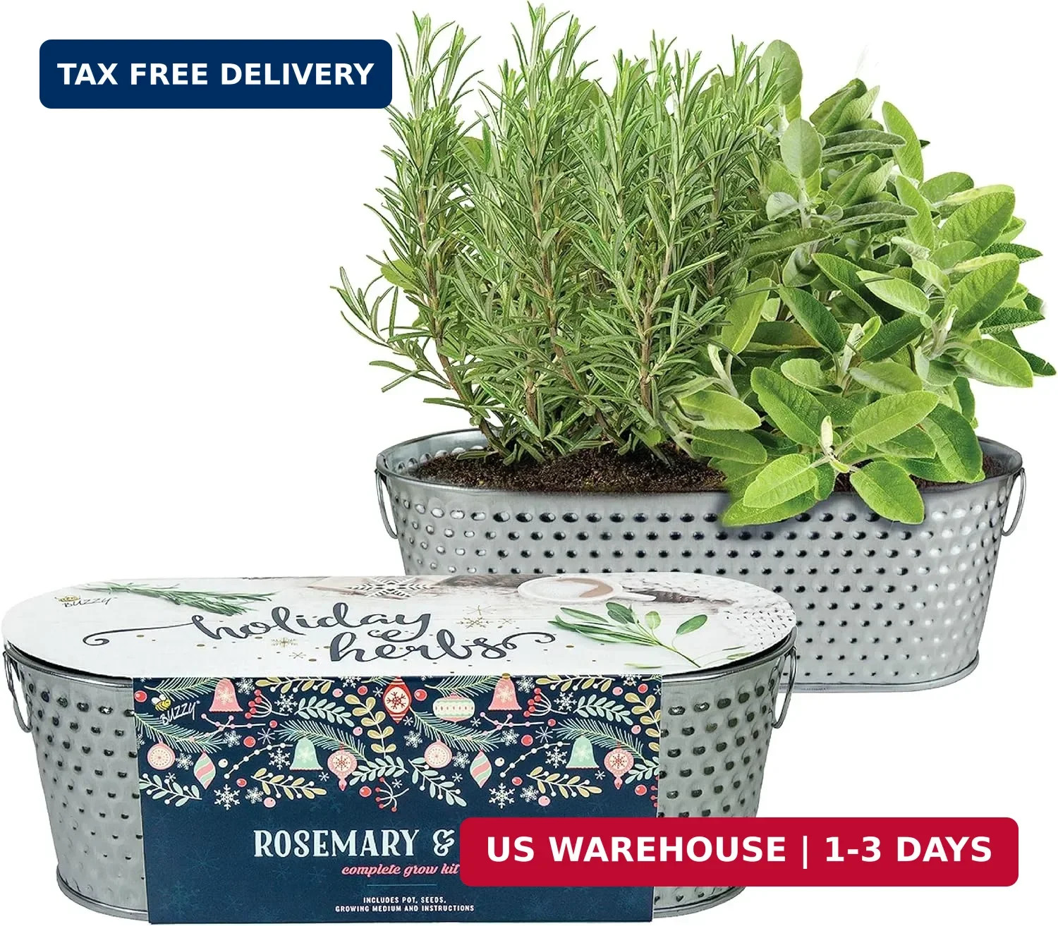 BUZZY Seeds Easy to Grow Rosemary and Sage Windowsill Herb Kit, Decorative Plant