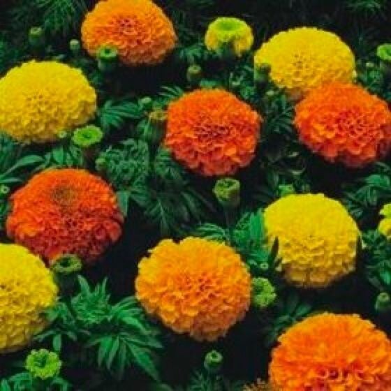 75+ Giant Crackerjack Mix Marigold seeds