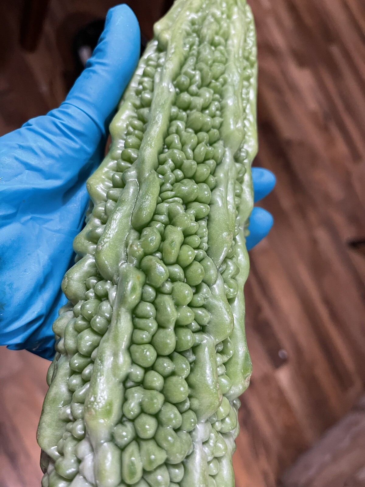 Japanese Futo-Spindle, Organic Bittergourd, Jap Ampalaya Heirloom USA -20+seeds