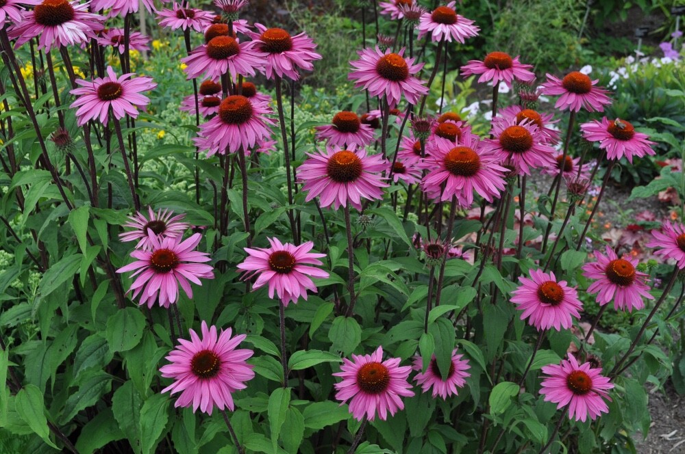 Purple Coneflower Echinacea Purpurpea Heirloom Seeds- Non GMO- 200 Seeds