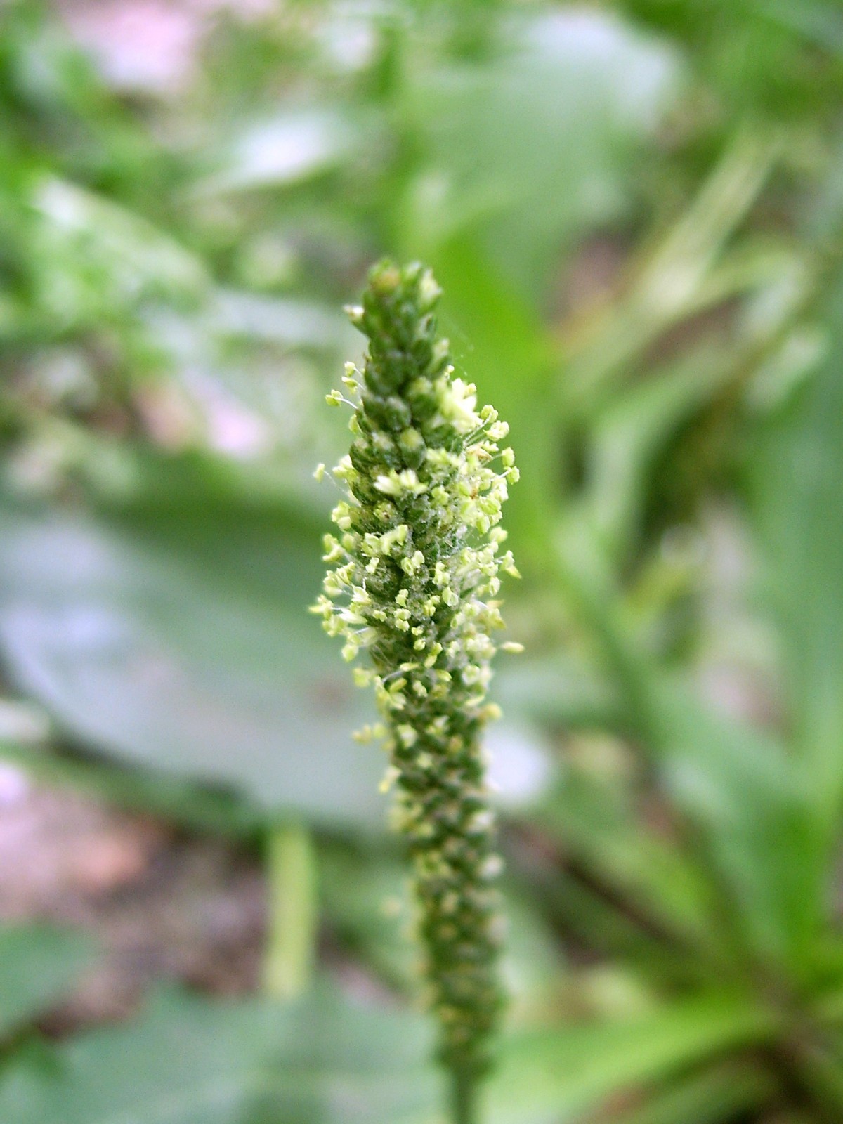 1000 Chinese Plantain – Plantago asiatica – Medicinal