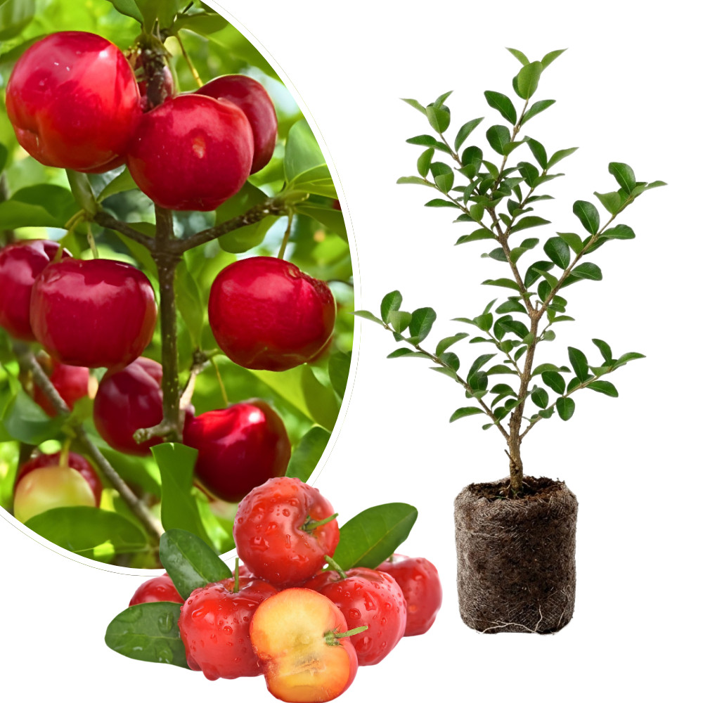 Barbados Cherry Live Plant 4-6 Inches Tall Rooted Acerola Fruit Tree