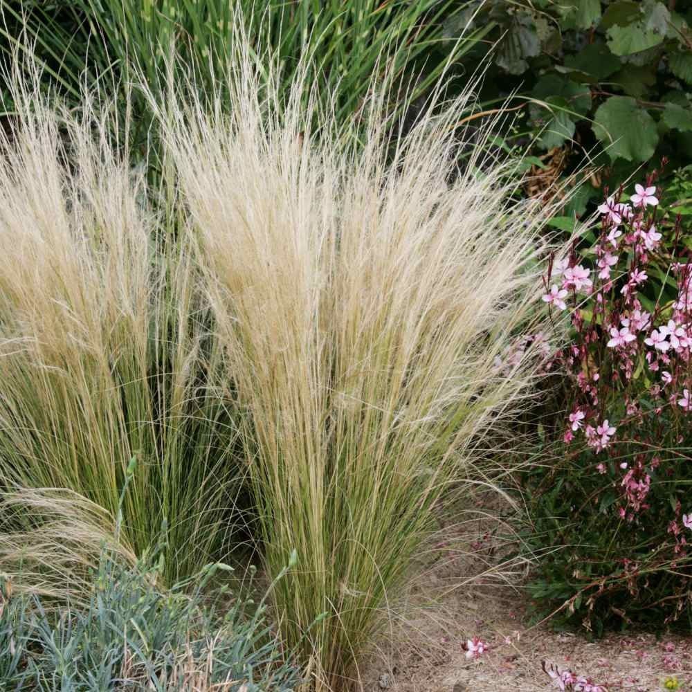 1000 Seeds Stipa Tenuissima Mexican Feather Drought Tolerant Ornamental