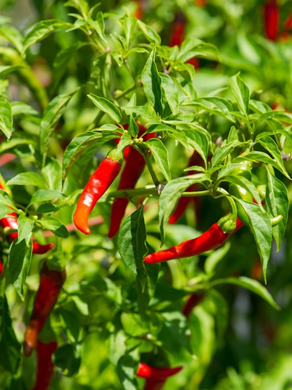 Cayenne Pepper Seeds – Long Red Thin – Heirloom