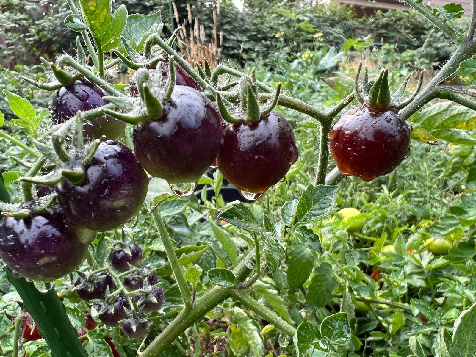 Blue Berries Tomato Seeds | Organic | Indigo Variety | Rare | Antioxidant Rich